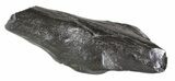 Fossil Whale Tooth - South Carolina #54165-3